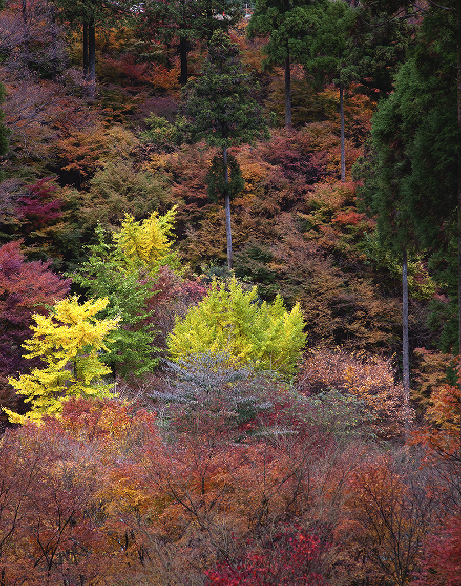 紅葉201902.jpg